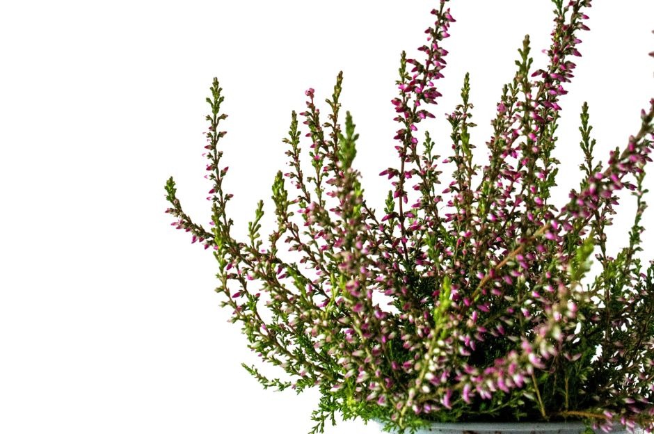 Calluna vulgaris: proprietà benefiche, usi e curiosità sul brugo