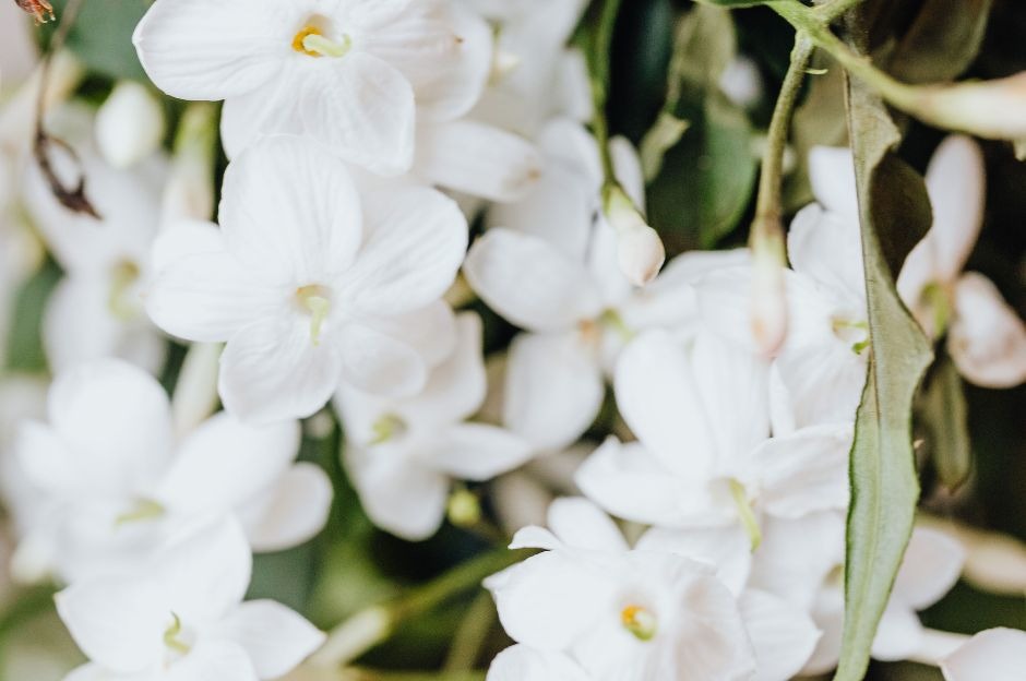 Dendrobium nobile: guida completa a cura, fioritura e propagazione