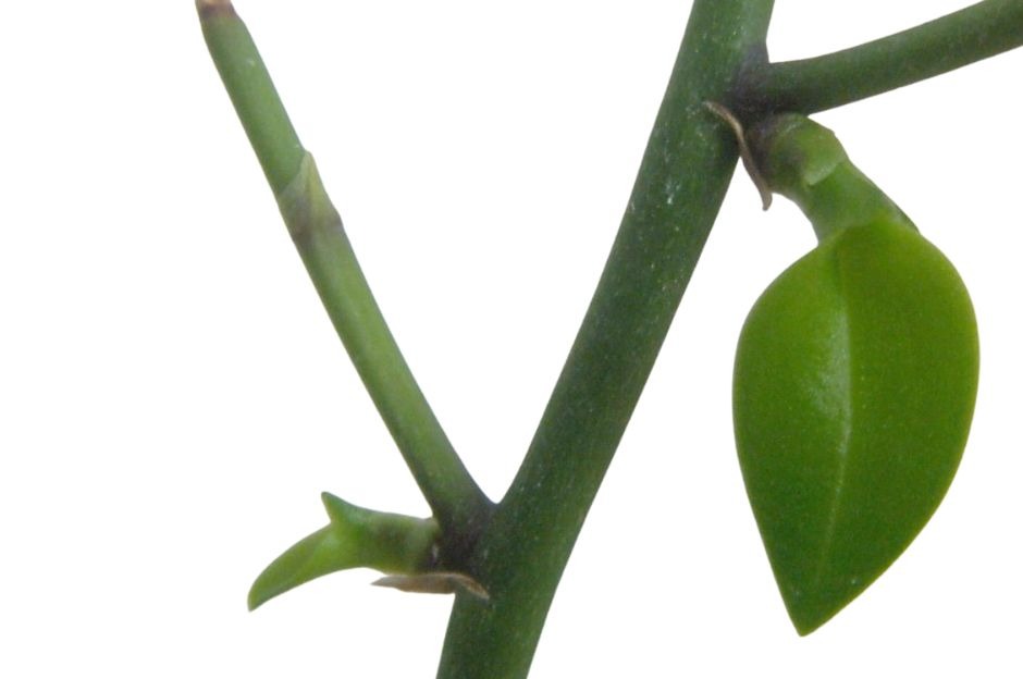 Keiki orchidea: come riconoscerli, staccarli e farli radicare