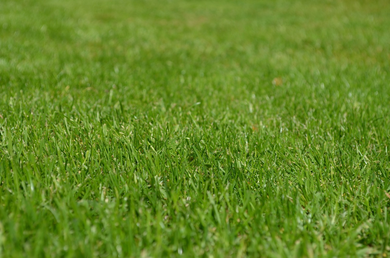 Come seminare il prato erboso in autunno: la guida per la semina passo dopo passo