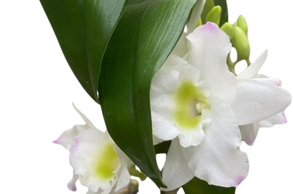 Tipi di orchidee Dendrobium: le varietà più belle da coltivare in casa