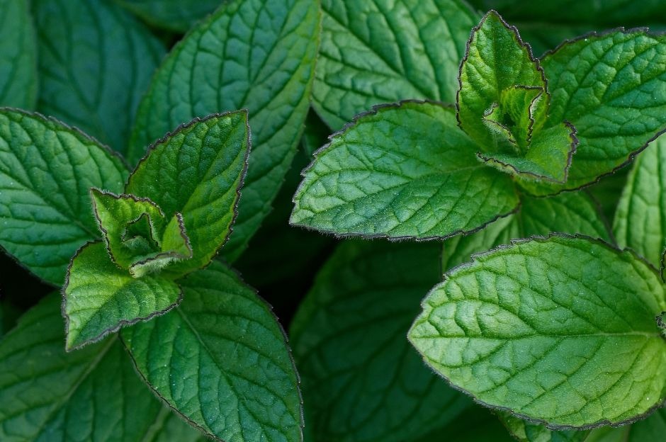 Menta selvatica: come riconoscerla, raccoglierla e usarla in cucina