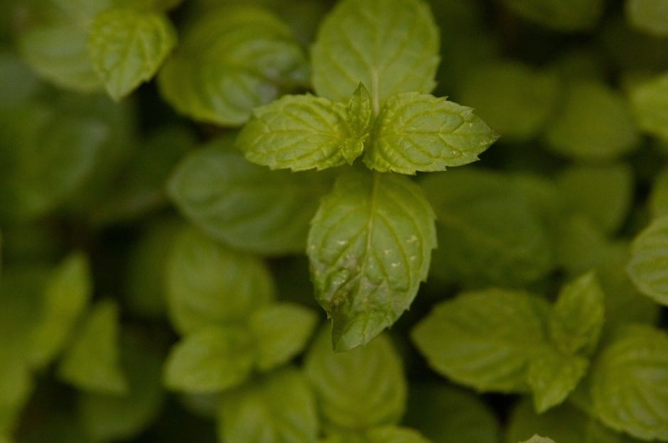 Menta romana: cos'è, come coltivarla e differenze con la mentuccia