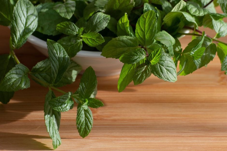 Menta glaciale: coltivazione, usi e proprietà della varietà più rinfrescante