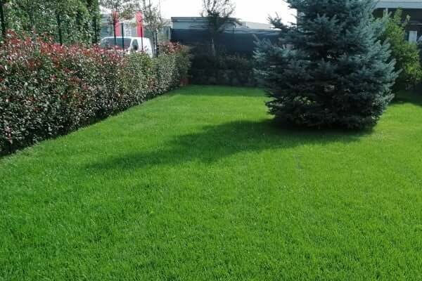 Semina del prato erboso: come e quando dovresti farla