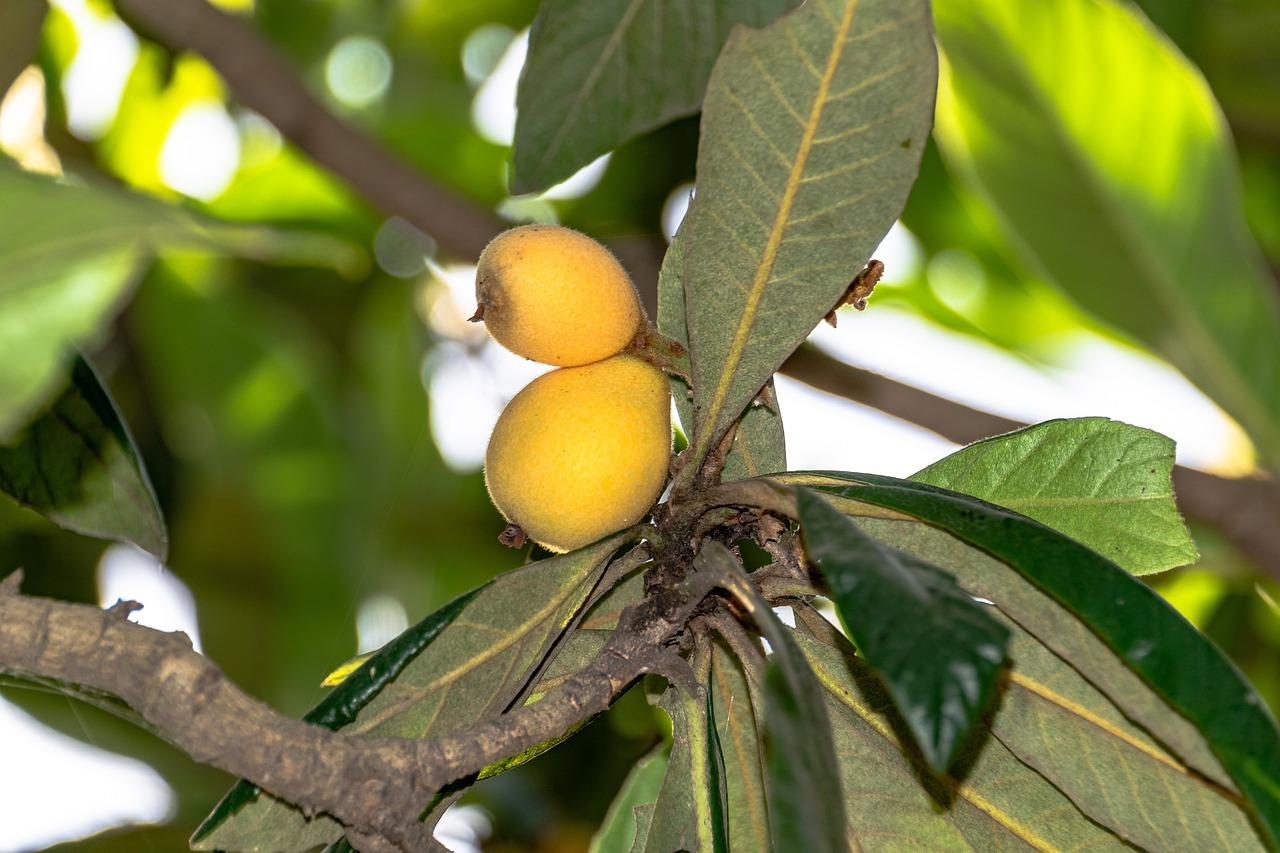 Nespolino: la ricetta e come preparare la grappa aromatizzata al nespolo in casa