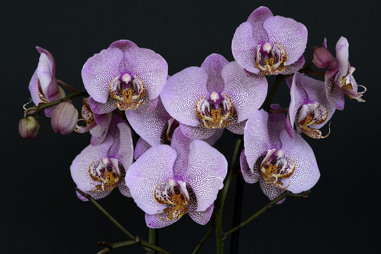 Orchidee: guida completa alla cura e alla coltivazione