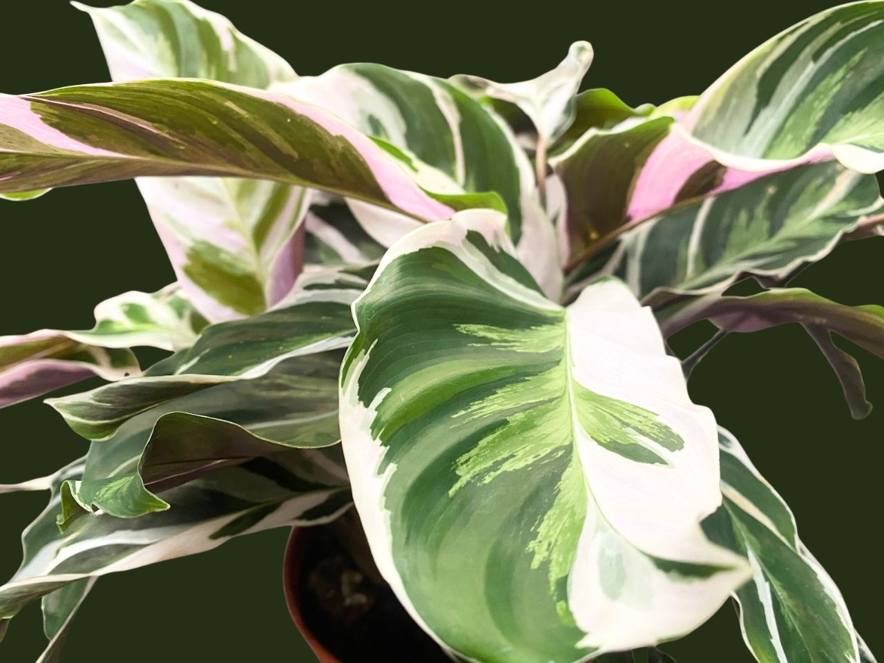 Calathea Fusion White: come curarla e coltivarla