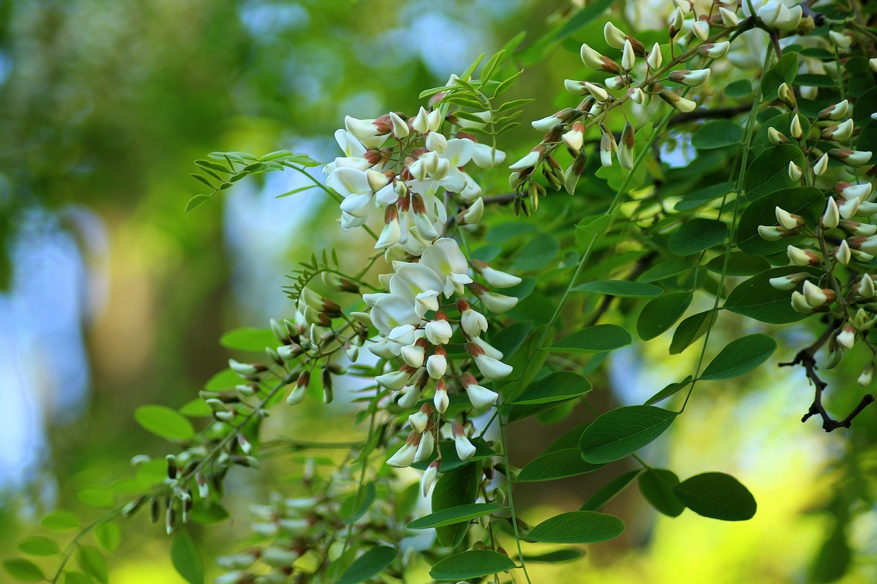 Potatura dell’acacia: quando e come farla