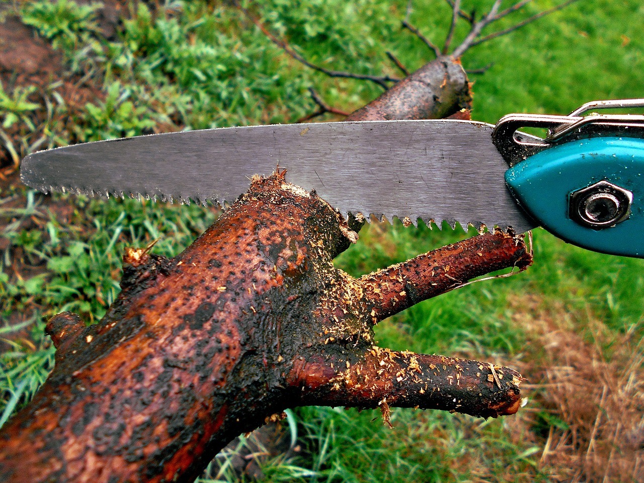 Con che cosa si pota un albero? Guida ai principali attrezzi per potatura