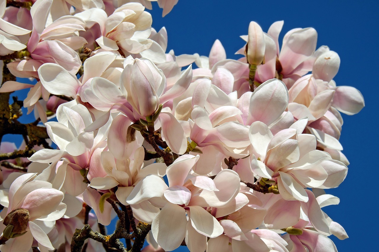 Come potare una magnolia?