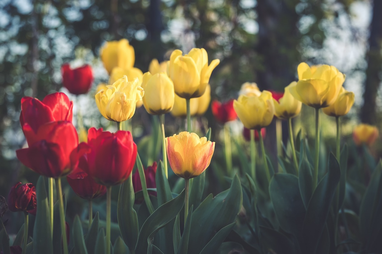 Varietà di tulipani: ecco le 14 più conosciute e famose