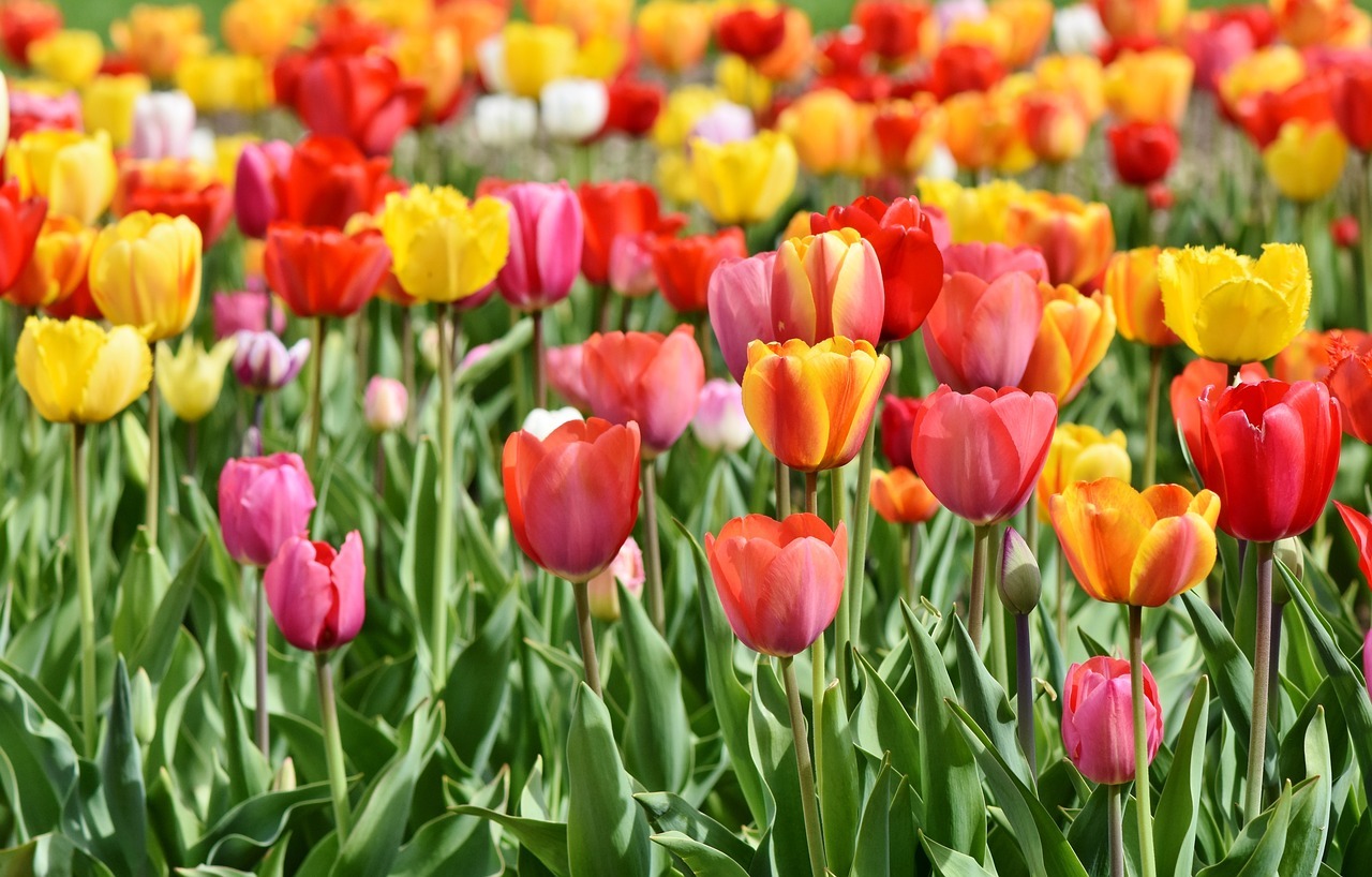 Malattie del tulipano e altri problemi da non sottovalutare: ecco quali sono e come prevenirle
