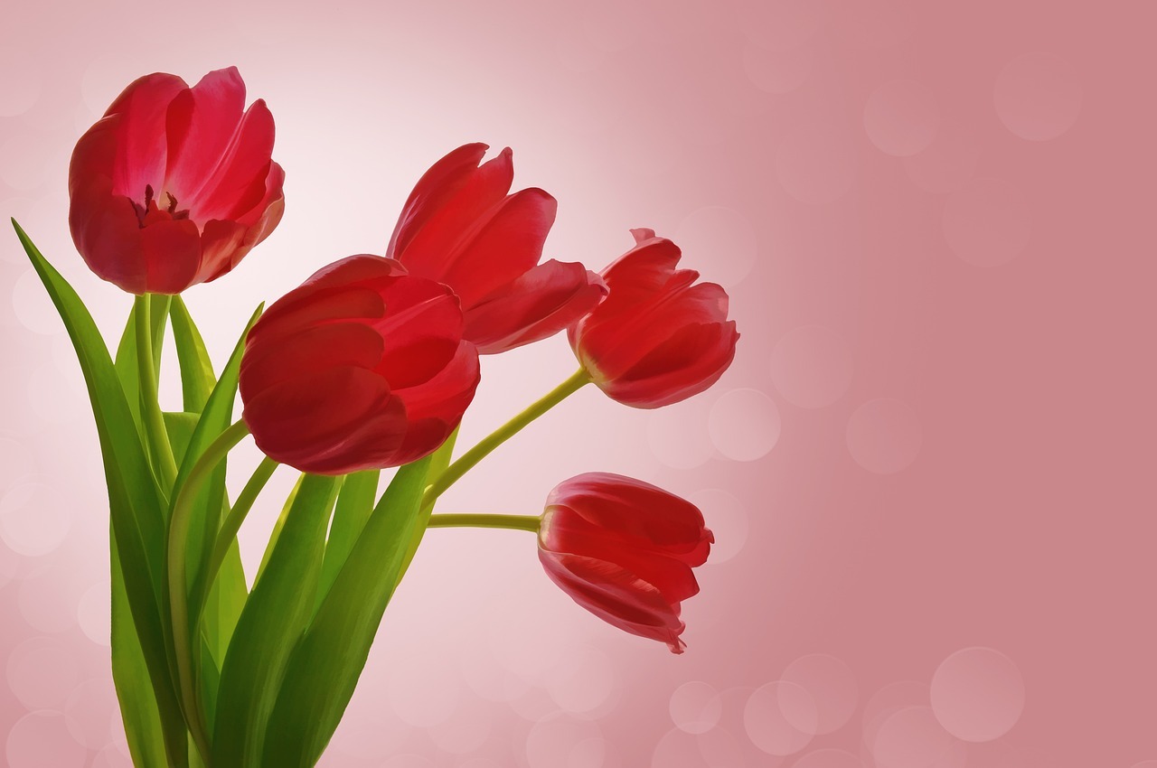 Come si conservano i tulipani: tutto quello che dovresti sapere sulla loro cura