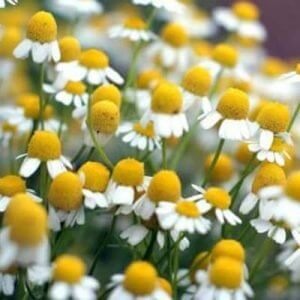 Grappa alla camomilla: ingredienti, ricetta e preparazione
