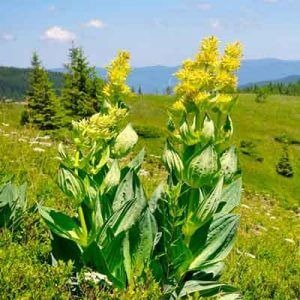 Grappa alla genziana: ingredienti, ricetta e preparazione