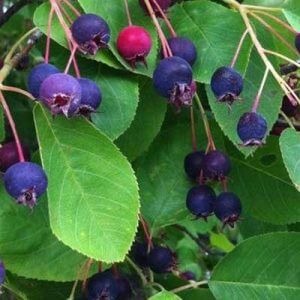 Grappa al pero corvino: scopri la ricetta e come si prepara