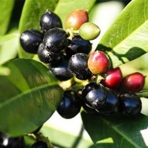 Grappa al Lauroceraso: scopri subito la ricetta, la preparazione e alcune curiosità